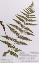 Dryopteris kinkiensis. Herbarium specimen of a plant from Rotorua, AK 301011, showing 2-pinnate frond, lacking enlarged basal basiscopic secondary pinnae.
 Image: Auckland Museum © Auckland Museum All rights reserved
